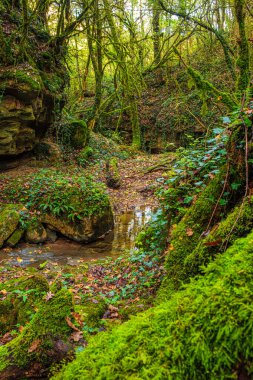 Occitanie 'deki Aveyron' da yemyeşil bir ormandaki yeşil yosunlu derenin manzarası.