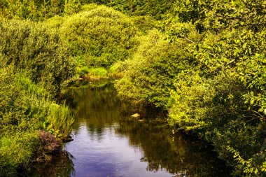 Fransa 'nın güneyinde, akşam üzeri yeşilliğin ortasında taş köprüsü olan bir nehir. Hrault 'taki Arn Nehri' nin manzarası.