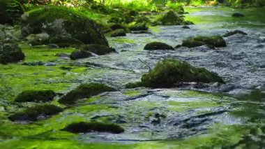 Axat Vadisi 'ndeki Aude Nehri' nin 20 saniyelik videosu. Güney Fransa ormanlarında küçük şelaleleri olan kayaların arasından sular akar..