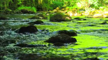 Axat Vadisi 'ndeki Aude Nehri' nin 20 saniyelik videosu. Güney Fransa ormanlarında küçük şelaleleri olan kayaların arasından sular akar..