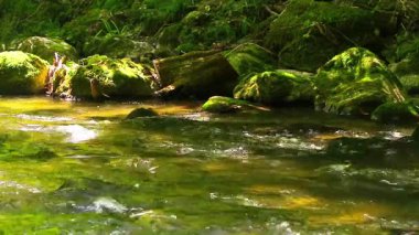 Axat Vadisi 'ndeki Aude Nehri' nin 20 saniyelik videosu. Güney Fransa ormanlarında küçük şelaleleri olan kayaların arasından sular akar..