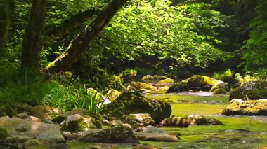 Axat Vadisi 'ndeki Aude Nehri' nin 20 saniyelik videosu. Güney Fransa ormanlarında küçük şelaleleri olan kayaların arasından sular akar..