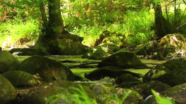 Axat Vadisi 'ndeki Aude Nehri' nin 20 saniyelik videosu. Güney Fransa ormanlarında küçük şelaleleri olan kayaların arasından sular akar..