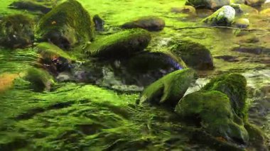 Axat Vadisi 'ndeki Aude Nehri' nin 20 saniyelik videosu. Güney Fransa ormanlarında küçük şelaleleri olan kayaların arasından sular akar..