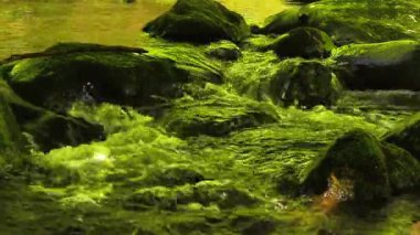 Axat Vadisi 'ndeki Aude Nehri' nin 20 saniyelik videosu. Güney Fransa ormanlarında küçük şelaleleri olan kayaların arasından sular akar..