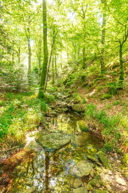 Güney Fransa 'nın Haut Languedoc bölgesinde akarsu manzarası. Hrault ormanlarından akan küçük şelaleler ve su..