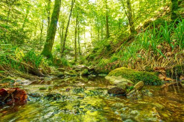Güney Fransa 'nın Haut Languedoc bölgesinde akarsu manzarası. Hrault ormanlarından akan küçük şelaleler ve su..