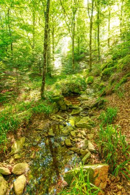 Güney Fransa 'nın Haut Languedoc bölgesinde akarsu manzarası. Hrault ormanlarından akan küçük şelaleler ve su..