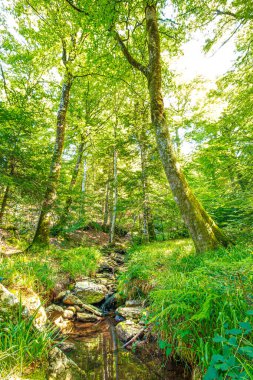 Güney Fransa 'nın Haut Languedoc bölgesinde akarsu manzarası. Hrault ormanlarından akan küçük şelaleler ve su..