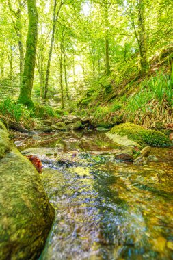 Güney Fransa 'nın Haut Languedoc bölgesinde akarsu manzarası. Hrault ormanlarından akan küçük şelaleler ve su..