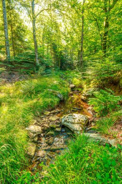 Güney Fransa 'nın Haut Languedoc bölgesinde akarsu manzarası. Hrault ormanlarından akan küçük şelaleler ve su..