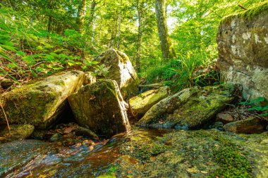 Güney Fransa 'nın Haut Languedoc bölgesinde akarsu manzarası. Hrault ormanlarından akan küçük şelaleler ve su..