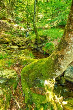 Güney Fransa 'nın Haut Languedoc bölgesinde akarsu manzarası. Hrault ormanlarından akan küçük şelaleler ve su..