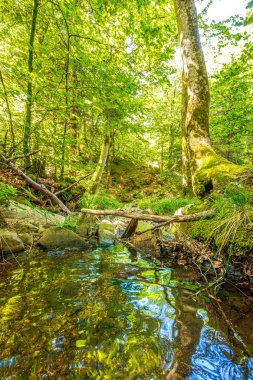 Güney Fransa 'nın Haut Languedoc bölgesinde akarsu manzarası. Hrault ormanlarından akan küçük şelaleler ve su..