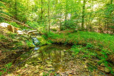 Güney Fransa 'nın Haut Languedoc bölgesinde akarsu manzarası. Hrault ormanlarından akan küçük şelaleler ve su..
