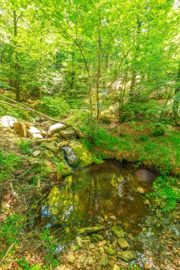 Güney Fransa 'nın Haut Languedoc bölgesinde akarsu manzarası. Hrault ormanlarından akan küçük şelaleler ve su..