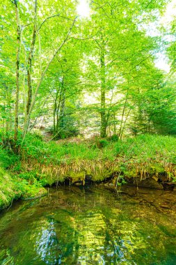 Güney Fransa 'nın Haut Languedoc bölgesinde akarsu manzarası. Hrault ormanlarından akan küçük şelaleler ve su..