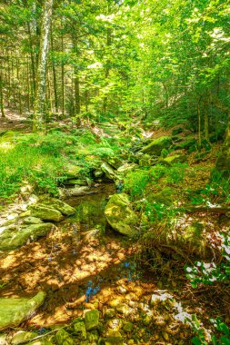 Güney Fransa 'nın Haut Languedoc bölgesinde akarsu manzarası. Hrault ormanlarından akan küçük şelaleler ve su..