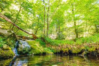 Güney Fransa 'nın Haut Languedoc bölgesinde akarsu manzarası. Hrault ormanlarından akan küçük şelaleler ve su..
