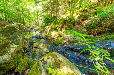 Güney Fransa 'nın Haut Languedoc bölgesinde akarsu manzarası. Hrault ormanlarından akan küçük şelaleler ve su..