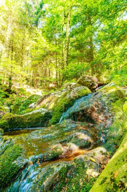 Güney Fransa 'nın Haut Languedoc bölgesinde akarsu manzarası. Hrault ormanlarından akan küçük şelaleler ve su..