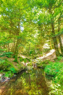 Güney Fransa 'nın Haut Languedoc bölgesinde akarsu manzarası. Hrault ormanlarından akan küçük şelaleler ve su..