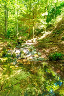 Güney Fransa 'nın Haut Languedoc bölgesinde akarsu manzarası. Hrault ormanlarından akan küçük şelaleler ve su..