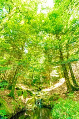 Güney Fransa 'nın Haut Languedoc bölgesinde akarsu manzarası. Hrault ormanlarından akan küçük şelaleler ve su..