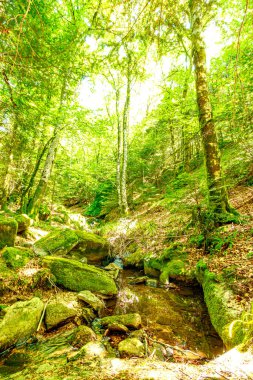 Güney Fransa 'nın Haut Languedoc bölgesinde akarsu manzarası. Hrault ormanlarından akan küçük şelaleler ve su..