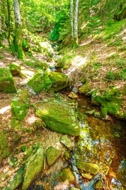 Güney Fransa 'nın Haut Languedoc bölgesinde akarsu manzarası. Hrault ormanlarından akan küçük şelaleler ve su..