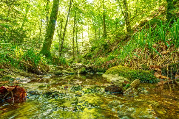 Güney Fransa 'nın Haut Languedoc bölgesinde akarsu manzarası. Hrault ormanlarından akan küçük şelaleler ve su..