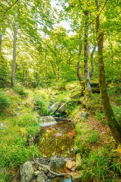 Güney Fransa 'nın Haut Languedoc bölgesinde akarsu manzarası. Hrault ormanlarından akan küçük şelaleler ve su..