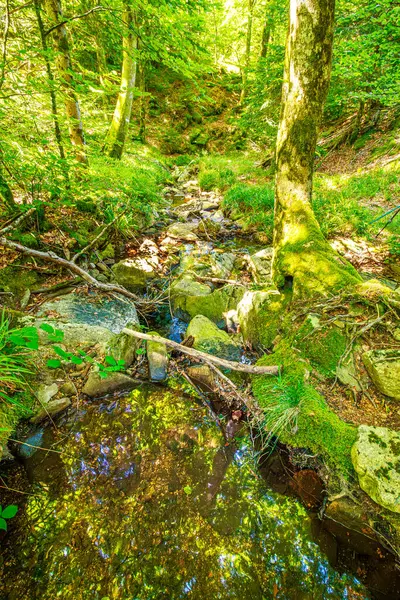 Güney Fransa 'nın Haut Languedoc bölgesinde akarsu manzarası. Hrault ormanlarından akan küçük şelaleler ve su..