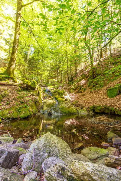 Güney Fransa 'nın Haut Languedoc bölgesinde akarsu manzarası. Hrault ormanlarından akan küçük şelaleler ve su..