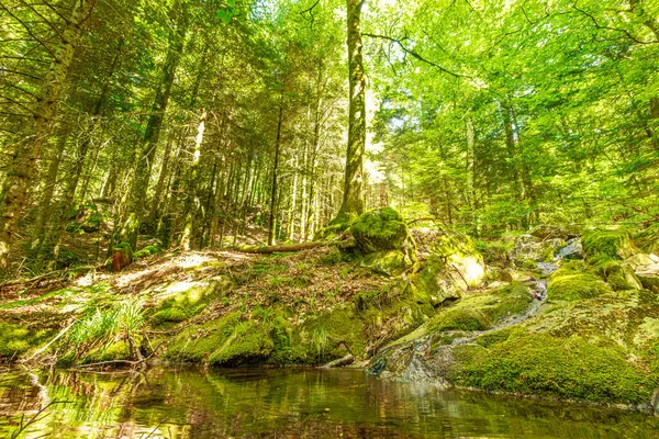 Güney Fransa 'nın Haut Languedoc bölgesinde akarsu manzarası. Hrault ormanlarından akan küçük şelaleler ve su..