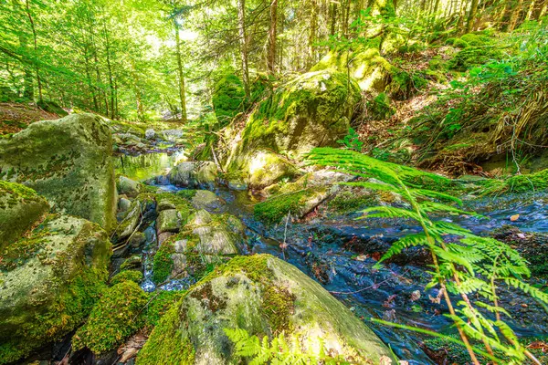 Güney Fransa 'nın Haut Languedoc bölgesinde akarsu manzarası. Hrault ormanlarından akan küçük şelaleler ve su..