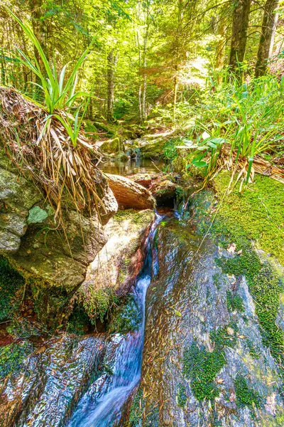 Güney Fransa 'nın Haut Languedoc bölgesinde akarsu manzarası. Hrault ormanlarından akan küçük şelaleler ve su..