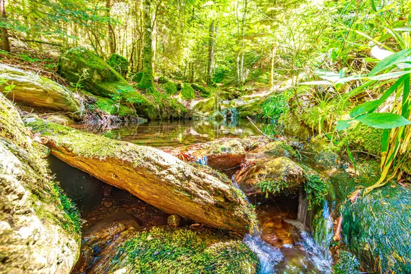 Güney Fransa 'nın Haut Languedoc bölgesinde akarsu manzarası. Hrault ormanlarından akan küçük şelaleler ve su..