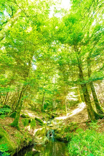 Güney Fransa 'nın Haut Languedoc bölgesinde akarsu manzarası. Hrault ormanlarından akan küçük şelaleler ve su..