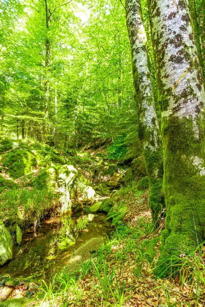Güney Fransa 'nın Haut Languedoc bölgesinde akarsu manzarası. Hrault ormanlarından akan küçük şelaleler ve su..