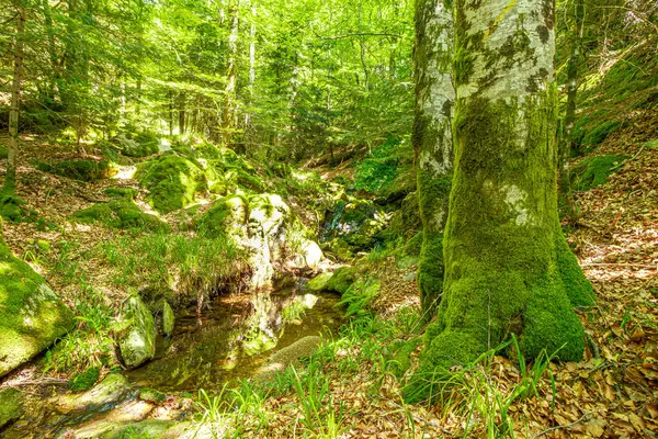 Güney Fransa 'nın Haut Languedoc bölgesinde akarsu manzarası. Hrault ormanlarından akan küçük şelaleler ve su..