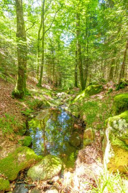 Güney Fransa 'nın Haut Languedoc bölgesinde akarsu manzarası. Hrault ormanlarından akan küçük şelaleler ve su..