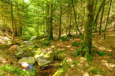 Güney Fransa 'nın Haut Languedoc bölgesinde akarsu manzarası. Hrault ormanlarından akan küçük şelaleler ve su..