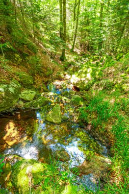 Güney Fransa 'nın Haut Languedoc bölgesinde akarsu manzarası. Hrault ormanlarından akan küçük şelaleler ve su..