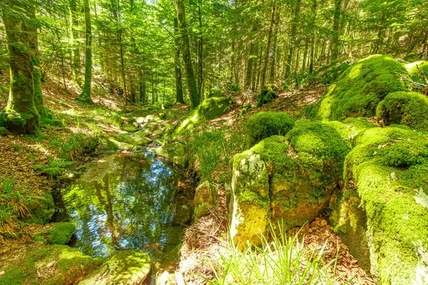 Güney Fransa 'nın Haut Languedoc bölgesinde akarsu manzarası. Hrault ormanlarından akan küçük şelaleler ve su..