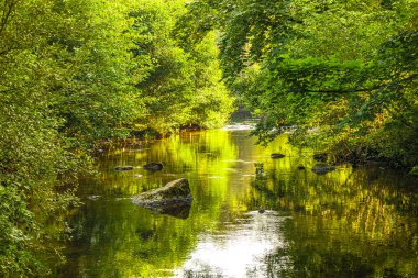 Güney Fransa 'daki Arn Nehri' nin manzara fotoğrafları. Hrault bölgesindeki bir ormandaki çalılıkların arasından akan küçük bir dere..