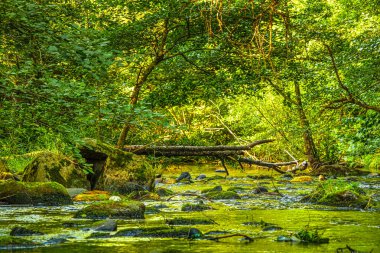 Güney Fransa 'daki Arn Nehri' nin manzara fotoğrafları. Hrault bölgesindeki bir ormandaki çalılıkların arasından akan küçük bir dere..