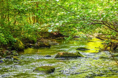 Güney Fransa 'daki Arn Nehri' nin manzara fotoğrafları. Hrault bölgesindeki bir ormandaki çalılıkların arasından akan küçük bir dere..