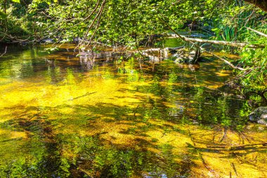 Güney Fransa 'daki Arn Nehri' nin manzara fotoğrafları. Hrault bölgesindeki bir ormandaki çalılıkların arasından akan küçük bir dere..