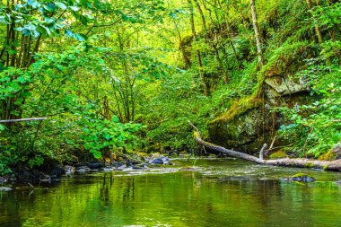 Güney Fransa 'daki Arn Nehri' nin manzara fotoğrafları. Hrault bölgesindeki bir ormandaki çalılıkların arasından akan küçük bir dere..
